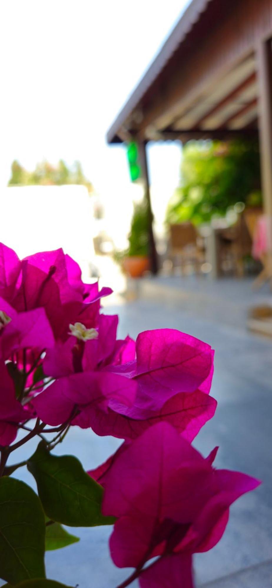 Merkez Kumsal Pansiyon Bodrum Екстериор снимка